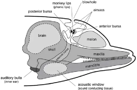 Figure 1: Schematic Illustration of a dolphin’s head anatomy. Modified and adapted from  Cranford et al., (1996)