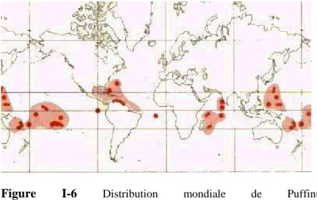 Figure  I-6  Distribution  mondiale  de  Puffinus  lherminieri.  Source :  http://www.scricciolo.com/w_palearctic/procellariidae5.htm 