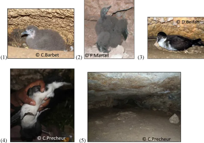 Figure II-2  Le Puffin d’Audubon ; Photos : (1) et (2) : stade poussins du puffin d’Audubon; (3) et  (4): stade adulte ; (5) : aperçu de la galerie souterraine de l’îlet Hardy