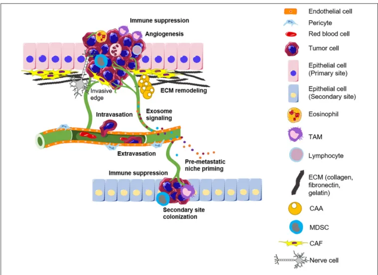 FIGURE 1 | The tumor microenvironment influences the different stages of cancer progression