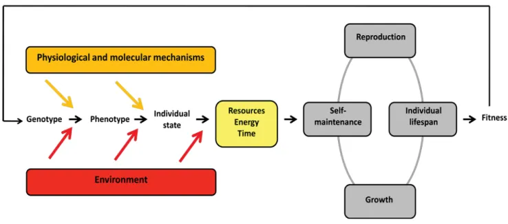 Figure I.1: Life-history theory. 