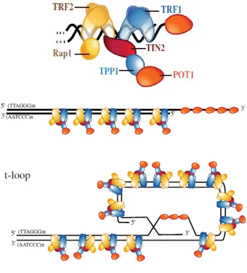 Figure I.3: The shelterin complex. 