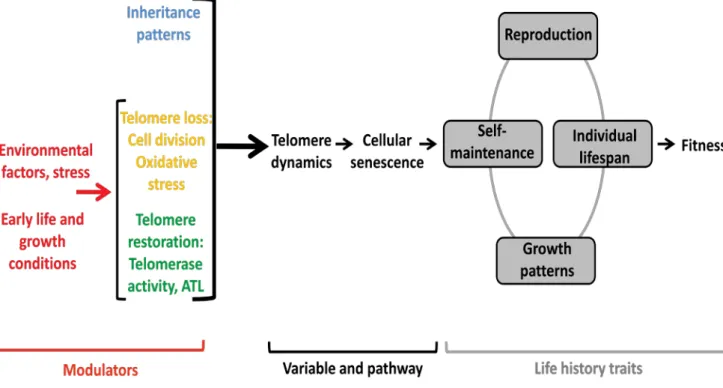 Figure I.8: Intrinsic and extrinsic factors modulating telomere dynamics and involvement in  evolutionary trade-offs