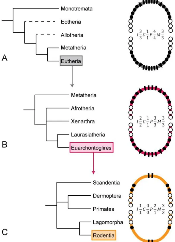 FIG. 1: Simplified view of dental evolution in mammals. Phylogenies are simplified from Bininda- Bininda-Edmonds  et  al