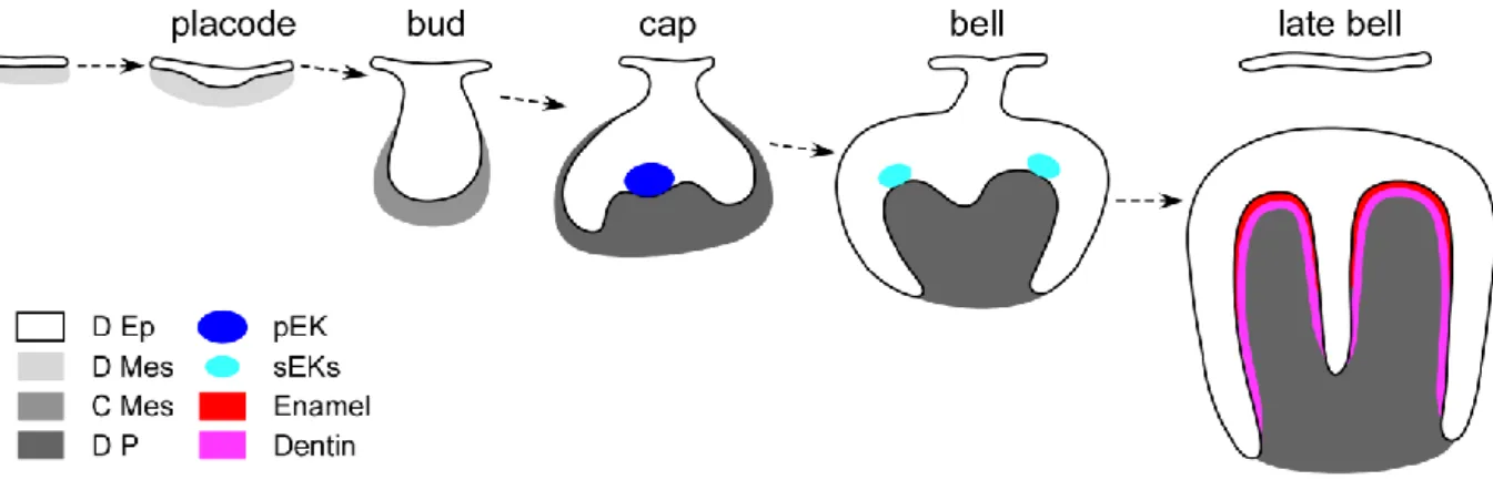 FIG.  A.1:  Mouse  first  lower  molar  development.  The  dental  germ  undergoes  successive  histo- histo-morphogenetical modifications leading to formation of a mineralized matrixes-covered tooth ready to  erupt
