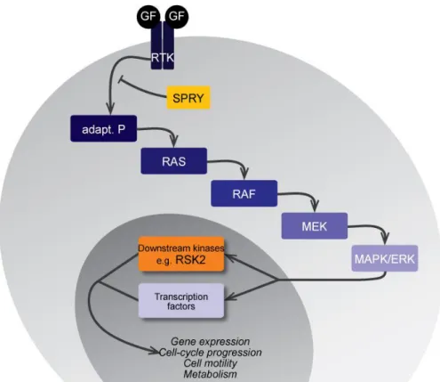 FIG.  A.2:  Simplified  view  of  the  ERK-MAPK  cascade.  Growth  factors  binding  their  receptor  (RTK)  trigger  the  activation  of  the  phosphorylation  cascade  down  to  the  final  activation  of  the  pathway effectors