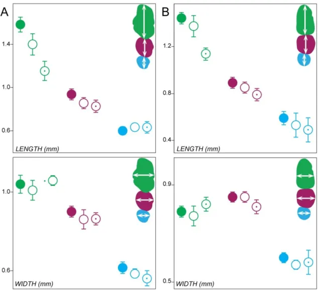 FIG.  A.4:  Comparison  of  molar  length  (mesio-distal  distance)  and  width  (vestibulo-lingual  distance) in the Rsk2 -/Y  sample