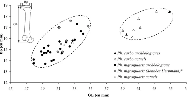 Figure 27 : Distinction entre Phalacrocorax carbo et Phalacrocorax nigrogularis d’après le  rapport de la longueur totale (GL) sur le diamètre transverse proximal (Bp) du fémur