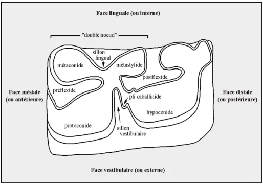 Figure 22 :  Nomenclature principale utilisée pour le descriptif morphologique de la surface  occlusale des dents jugales inférieures d’Équidés (d’après Payne, 1991)