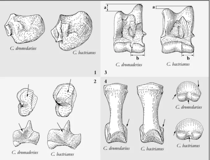 Figure 24 :   Critères de détermination morphologiques retenus entre le dromadaire (Camelus  dromedarius)  et le chameau (Camelus bactrianus )