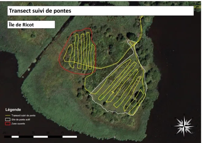 Figure 17 : Localisation du transect « suivi de ponte » sur l’Île de Ricot 