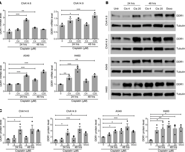 Figure 1. Induction of DDR1 expression in lung adenocarcinoma (LUAD) cell lines following cisplatin treatment