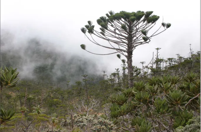 Figure 4 – Paysage du sommet du Mont Humboldt, avec Araucaria humboldtensis en second plan (Photo  Rémy Amice)