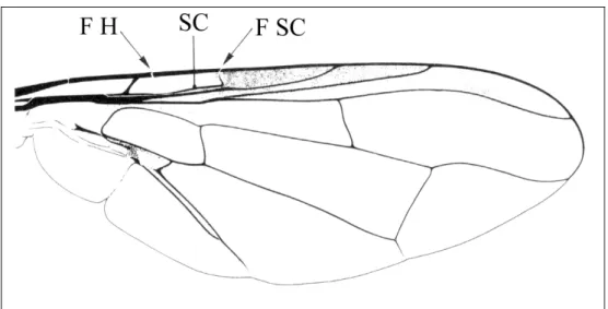 Figure 7 – Aile de Tephritidae. F H : fracture humérale ; F SC : fracture de la nervure sous-costale ; SC :  nervure sous-costale (D’après Delvare et Aberlenc 1989)