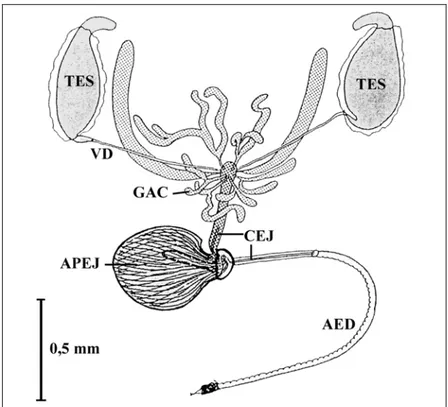 Figure 14 – Appareil reproducteur mâle de Bactrocera tryoni.  AED :  édéage ;  APEJ :  appareil  éjaculatoire ;  CEJ :  conduit  éjaculatoire ;  GAC :  glandes  accessoires ;  TES : testicule ;  VD :  vas deferens  (D'après Drew 1969)