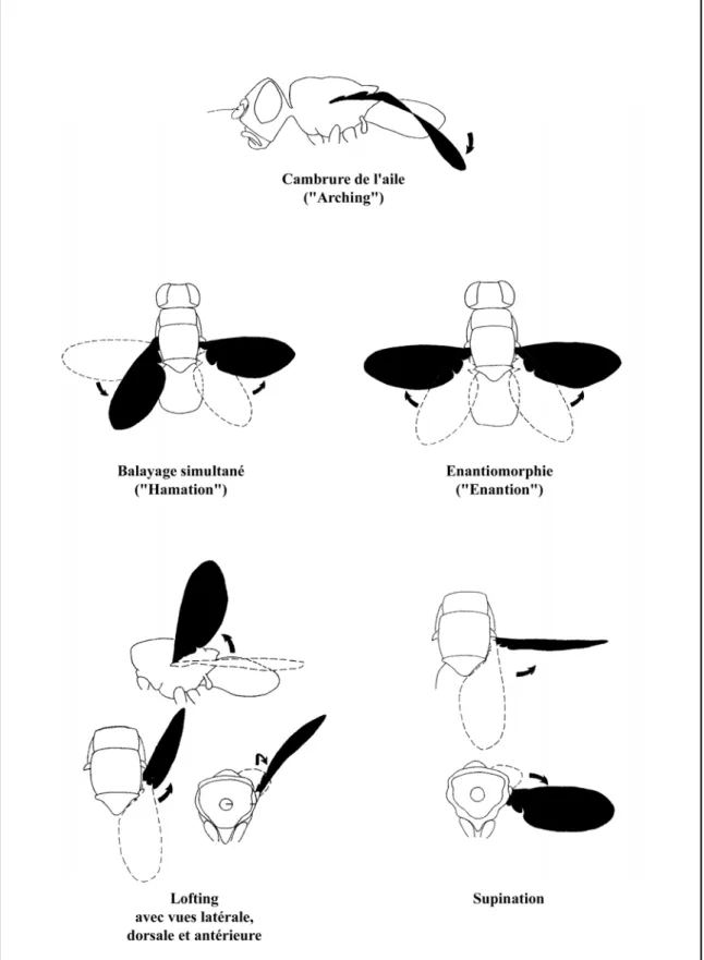 Figure 17 – Positions et mouvements des ailes opérés durant le comportement sexuel des Tephritidae  (D'après Headrick et Goeden 1994)