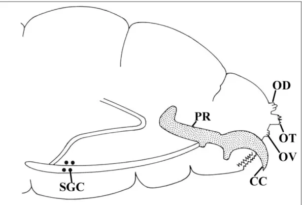 Figure 19 – Localisation des principaux sites sensoriels chez la larve de Tephritidae