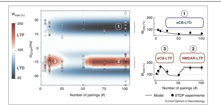 Figure 3 LTP LTD STDP experimentsModel025507510030150-15-30100200501002501002000100Number of pairings (#)ΔtSTDP(ms) 50050100Wtotal (%) Wtotal (%) Wtotal (%) NMDAR-LTPeCB-LTDeCB-LTP132132Number of pairings (#)