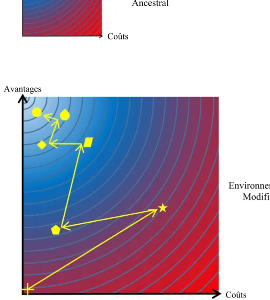 Figure  1 :  Trajectoire  adaptative  du  point  de  vue  des  compromis  avantages-coûts