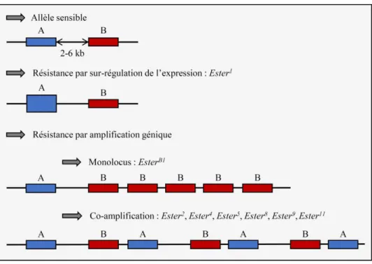 Figure  4  :  Duplication  hétérogène  au  locus  ace-1  et  génotypes  correspondants