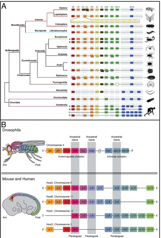 Figure 4: Evolution of the Hox cluster.  