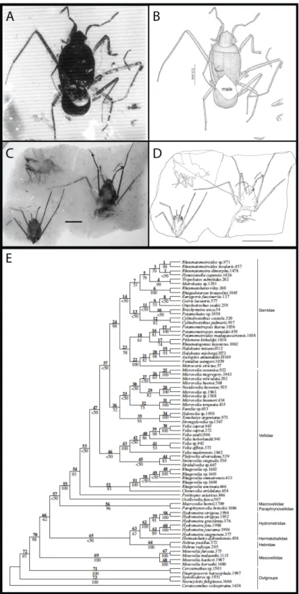 Figure 6: Fossils and phylogeny of the semiaquatic bugs 