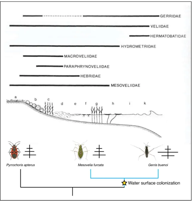 Figure 7: Habitat, morphology and locomotion of the semiaquatic bugs. 