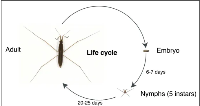 Figure 8: Example of life cycle in semiaquatic bugs (Limnoporus dissortis). 