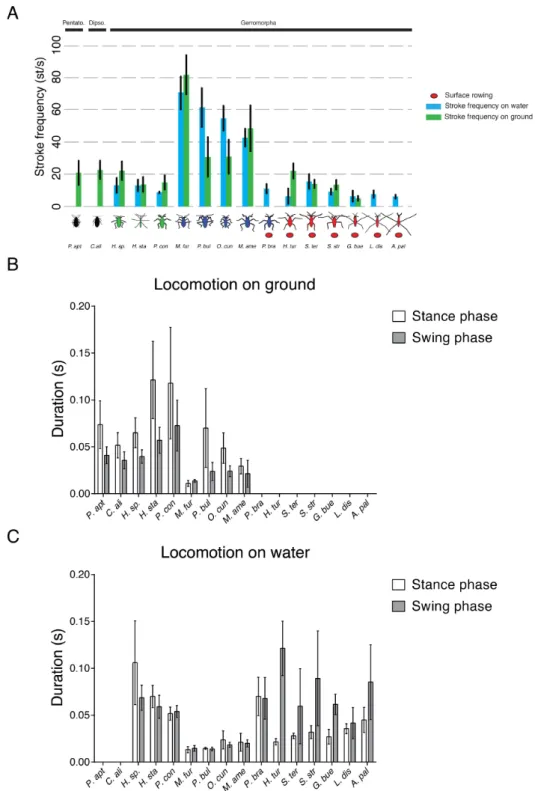 Figure  S3:  Stroke  frequency  and  leg  motion  pattern  across  the  Gerromorpha  and  terrestrial  outgroups