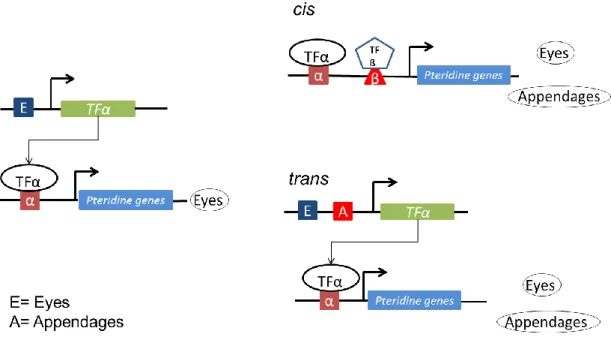 Figure 9. Hypothesis on gene regulatory evolution of the pteridine pathway. Likely, the ancestor embryo of Hemiptera was  extra-ocular  colourless;  after  mechanistic  regulatory  changes  at  level  of  genes  regulators  (trans)  or  mutations  in  the 