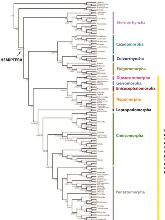 Figure 2. Molecular phylogeny of Hemiptera based in mitochondrial genome sequences.  