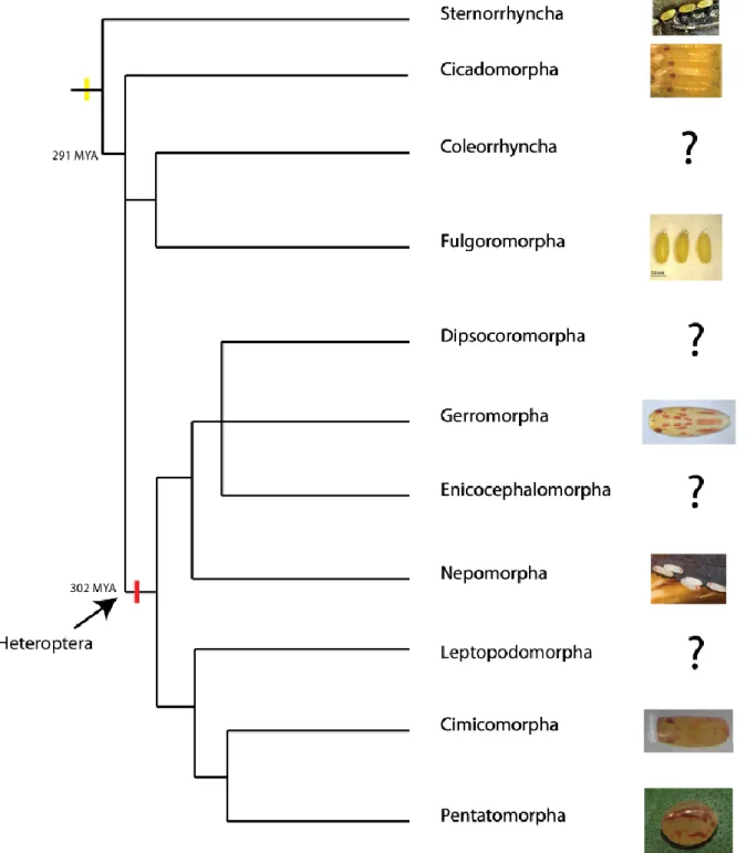 Figure 4. Evolution of extra-ocular colouration in embryos of Hemiptera. Embryos from the basal suborder “Homoptera” 