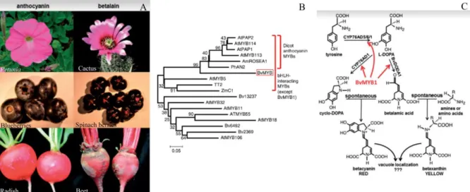 Figure 5. Evolutionary origin of BvMYB1 and betalain pathway. A) The six left panels are representative flowers, fruits and  roots, with the far left panels pigmented with anthocyanins and the right with betalains