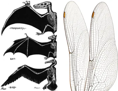 Figure 1.2: Left: Wing of Reptile, Mammal, and Bird (From G. J. Romanes, 1892 [11]). Right: