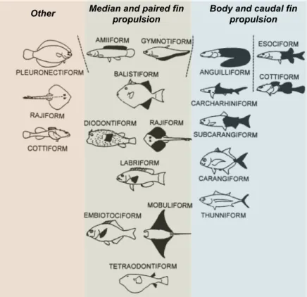 Figure 1.3: Swimming modes (modified from Webb, 1994 [23]).