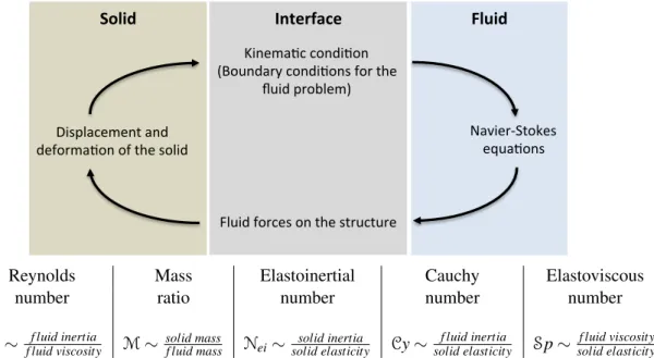 Figure 1.4: Schematic diagram of the fluid and solid dynamics two-way coupling in a fluid-structure interaction problem (inspired from Doaré, 2010 [39]) and some usual dimensionless numbers.