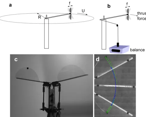 Figure 3.2: Schematic diagram of the flapping flyer in the merry-go-round setup during (a) cruising speed measurement and (b) thrust force measurement [From 76]