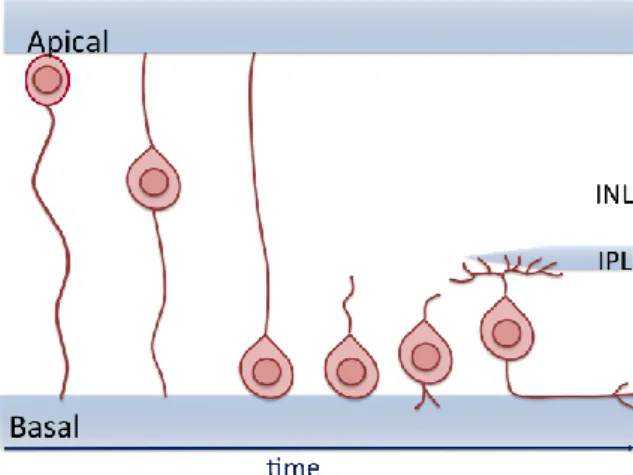 Figure  4.  The  newborn  retinal  ganglion  cell  (RGC)  translocates  from  the  apical  part  of  the  retina  toward the future ganglion cell layer at the basal side