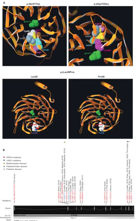 Figure 1  Variants modelling and IDDCA mutational spectrum. (A, top left) Top view of the Gnb5 (orange, PDB entry 2pbi) 3D protein model, showing the  mutated Trp81 (yellow) and the glycerol molecule (green) in the centre of the pore