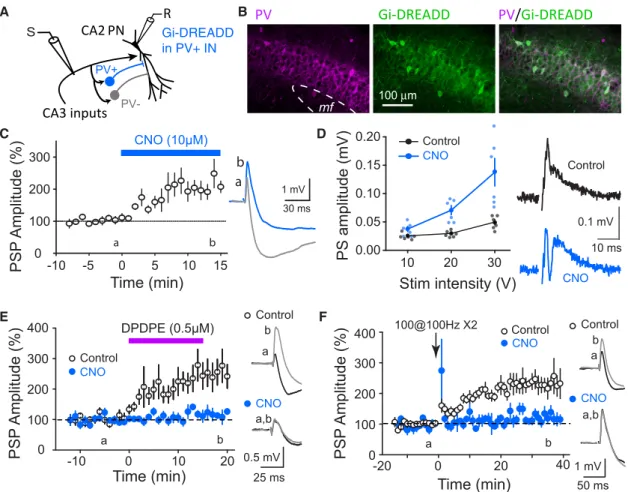 Figure 1. PV + Interneurons in CA2 Control the Recruitment of CA2 by CA3 and Mediate the DOR-Dependent Dis-inhibitory Increase in CA3 Transmission
