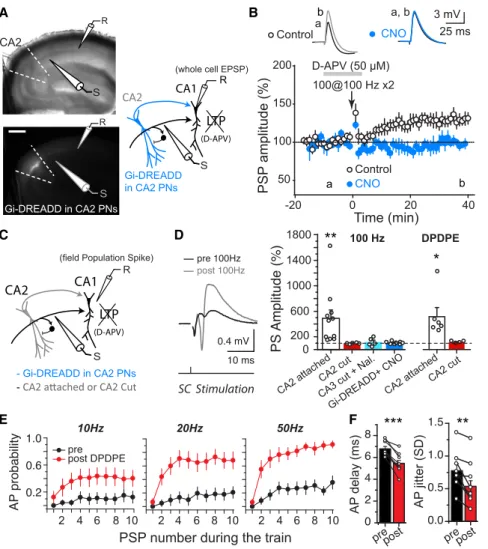 Figure 3. Recruitment of CA2 PNs Mediates the Increase in CA3–CA1 Excitatory Drive and Strongly Increases CA1 Output (A) Left: recorded hippocampal slice prepared from CACNG5-cre transgenic mouse injected with AAV expressing cre-dependent Gi-DREADD, bright