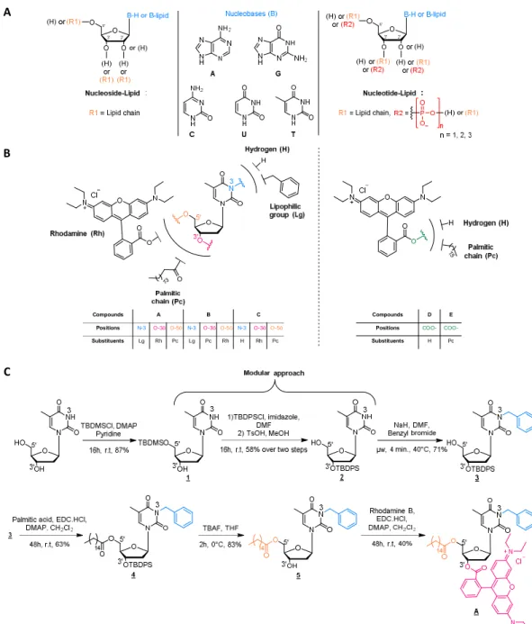 Figure 1. (A) General structure of nucleolipids. (B) Chemical structure of the different compounds synthetized for this study