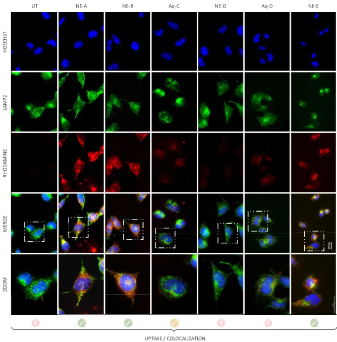 Figure 4. In vitro biological assessment. Epifluorescence microscopy pictures showing uptake and colocalization evaluation into BE (2)- (2)-M17 cells treated with compounds A, B, D and E formulated into NEs and compounds C and D solubilized in water
