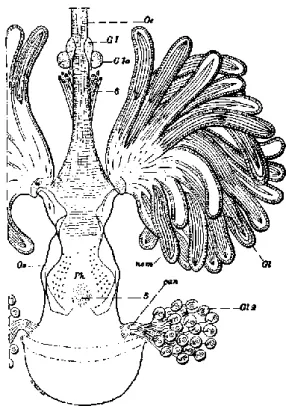 Figure 9 :  Nématodes  (nem)  dans  les  glandes  pharyngiennes (Gl).
