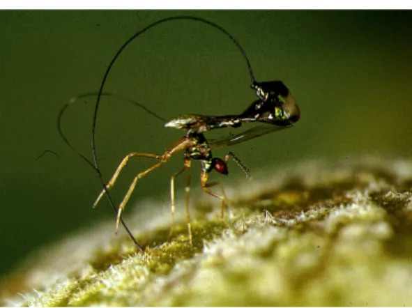 Figure    6.    Most    Non    Polinating    Figwasps    lineages    are    not    closely    related    to    the    pollinators    and    have    evolvedconvergent   adaptations   such   as   long   ovipositors   to   penetrate   the   syconium   and   l