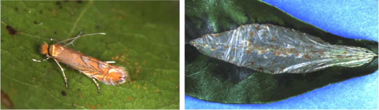 Figure    7a.    The    markings    and    striking    metallic    ground    coloration    of    the    forewings    of    Phyllonorycter    micromoths   make   this   genus   an   attractive   group   for   amateur   microlepidopterists   to   study   and