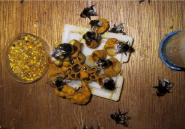 Figure    9.    We    conducted    all    our    experiments    using    colonies    of    B