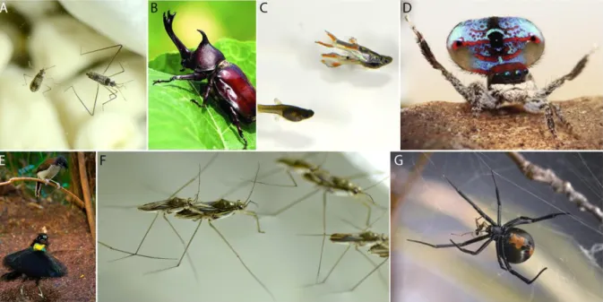Figure  4. Examples  of  morphological,  behavioural  and  physiological  exaggerations