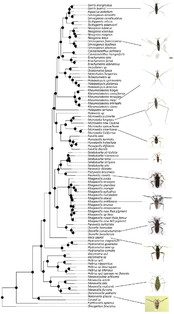Figure  5:  Gerromorpha  (water  striders)  phylogeny.  Phylogenetic  relationships  of  89  species of water striders and 4 other Hemiptera species used as outgroups
