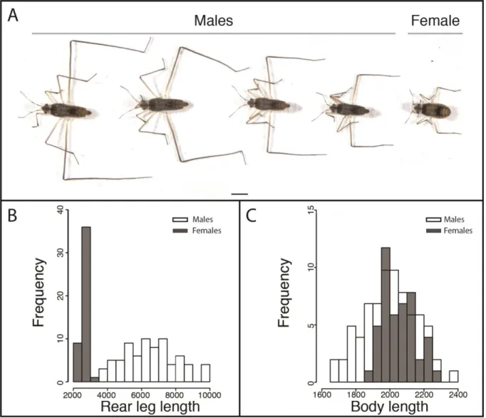 Figure 2: Phenotypic variation of rear leg exaggeration and body length in M. longipes